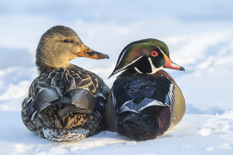 Wood Ducks ©Matt Filosa