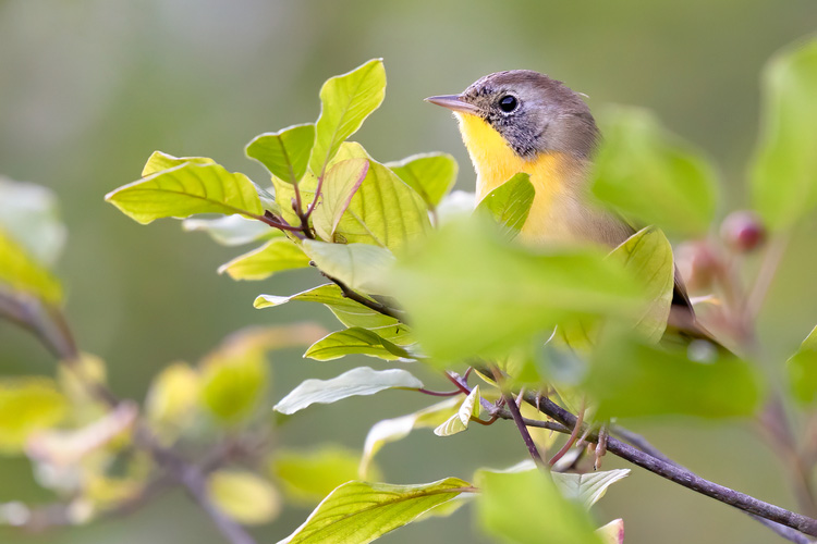 2021 Annual Report Mass Audubon Your Great Outdoors