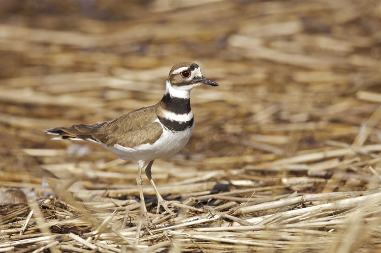 Killdeer