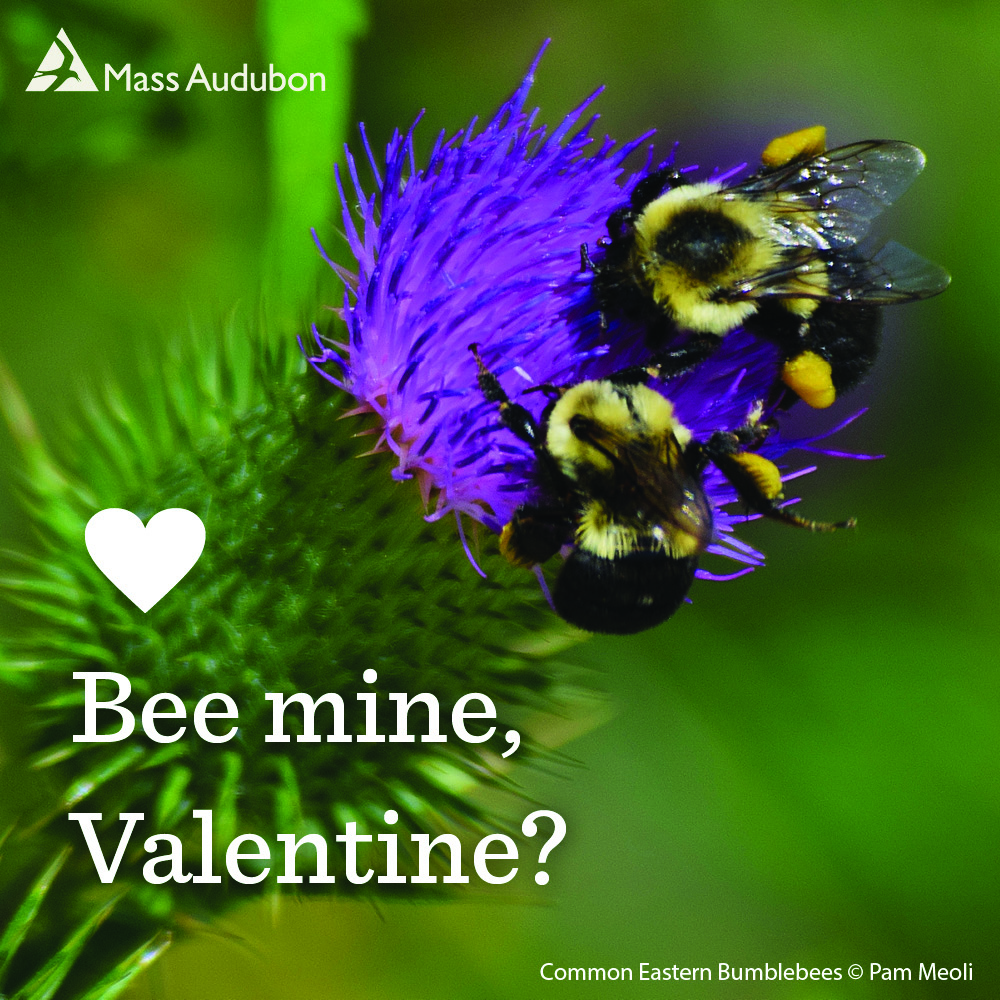 Photo of two bees on a flower with text: Bee mine, Valentine?
