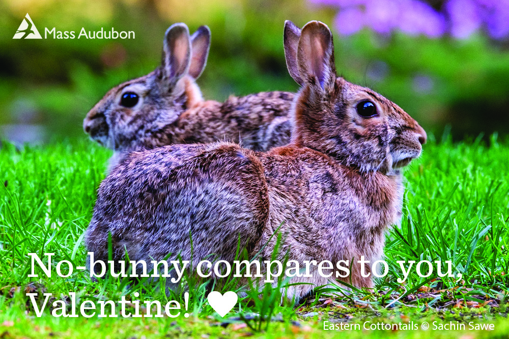 Photo of two bunnies with text that says: No-bunny compares to you, Valentine!