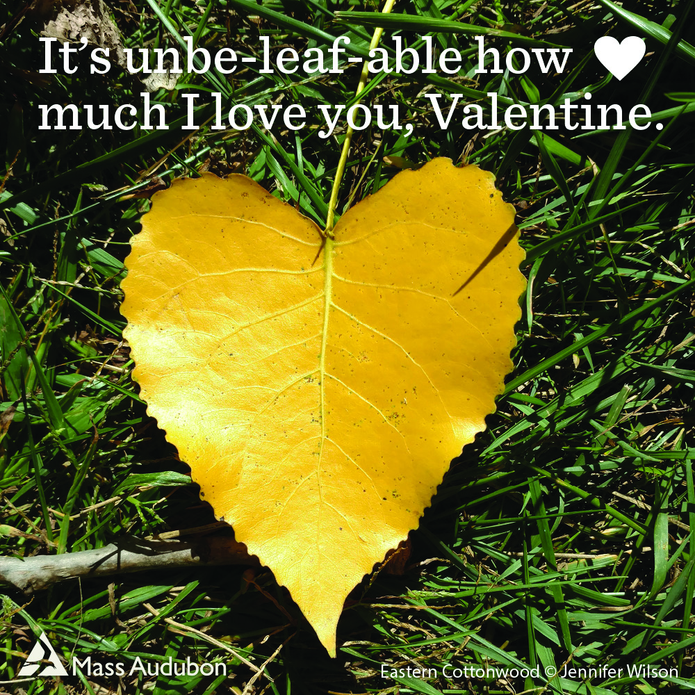 Photo of a yellow heart-shaped leaf with text: It's unbe-leaf-able how much I love you, Valentine.