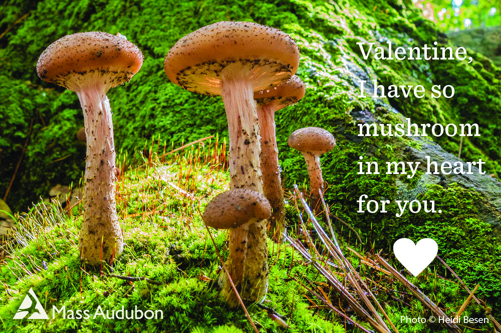 Photo of mushrooms with text: Valentine, I have so mushroom in my heart for you.