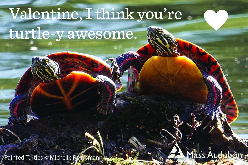 Photo of two painted turtles with text: Valentine, I think you're turtle-y awesome.