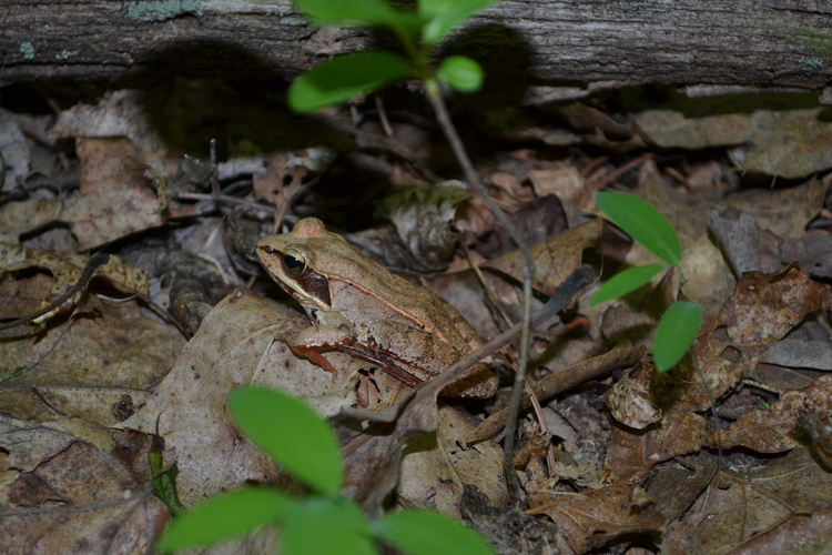 Wood Frog