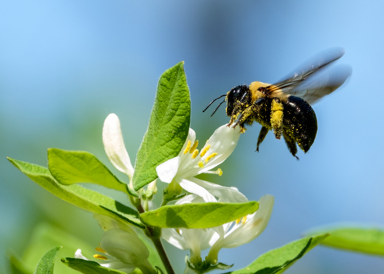 Carpenter Bee