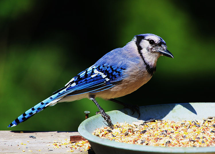 Blue Jay eating seed