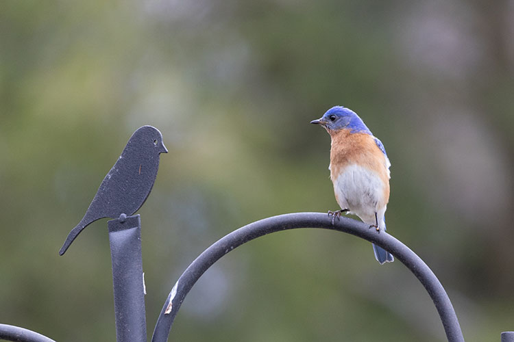 Eastern Bluebird sitting on metal pole looking at a metal bird