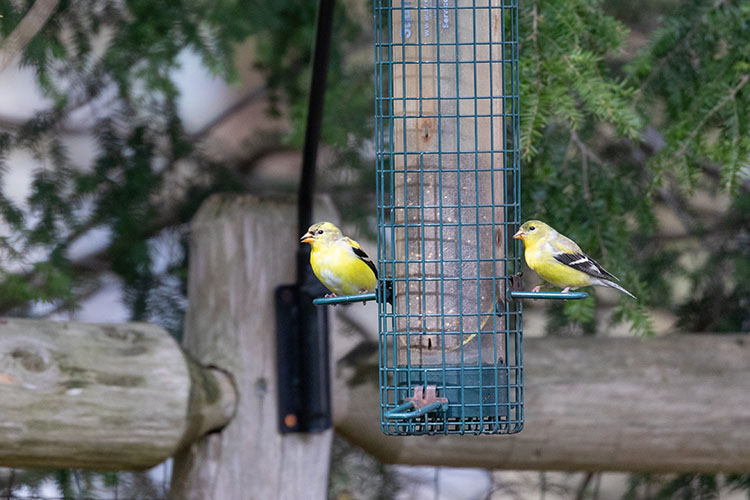 Two American Goldfinches on a bird feeder