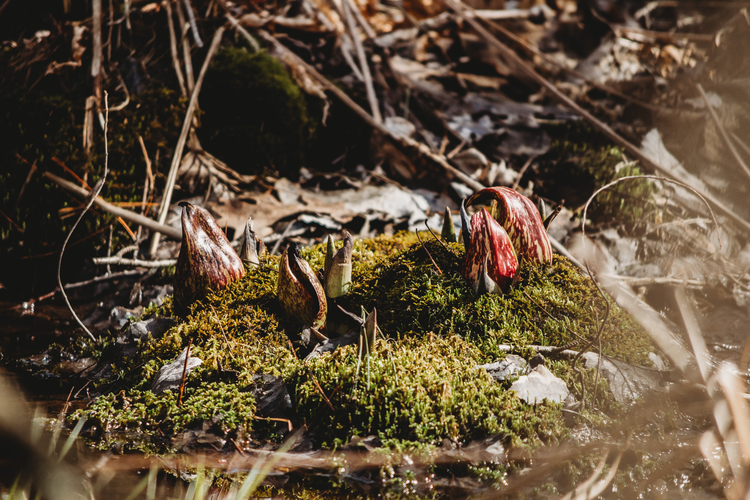 Skunk Cabbage ermerging