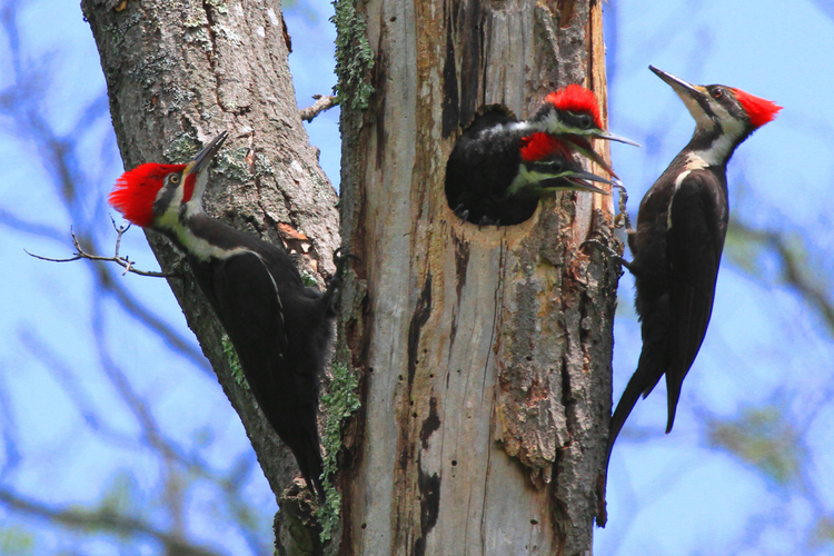 Spotlight On Pileated Woodpeckers Mass Audubon Your Great Outdoors 