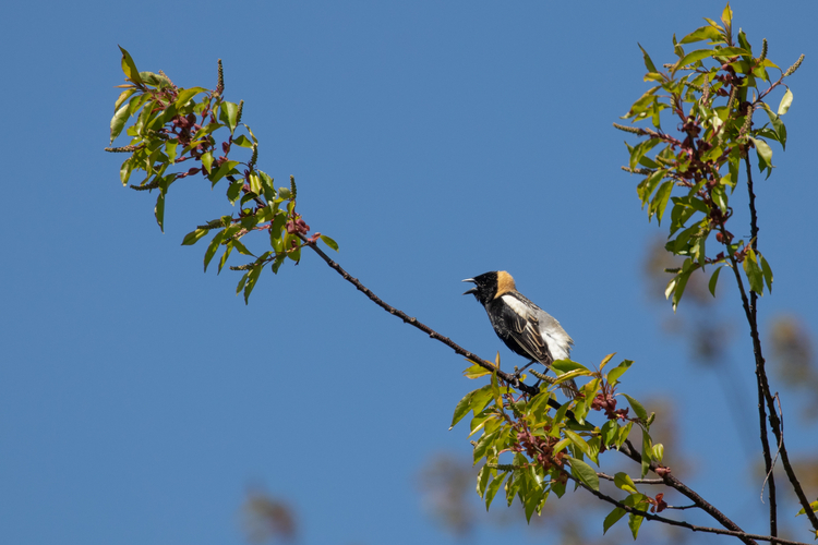 Species Highlight: 5 Birds For Bird-a-thon | Mass Audubon – Your Great ...