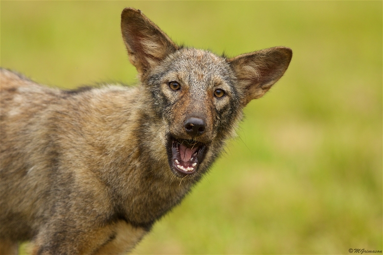 Coyote with ears perked and mouth open.