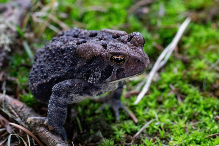 American Toad sitting on a patch of moss. 