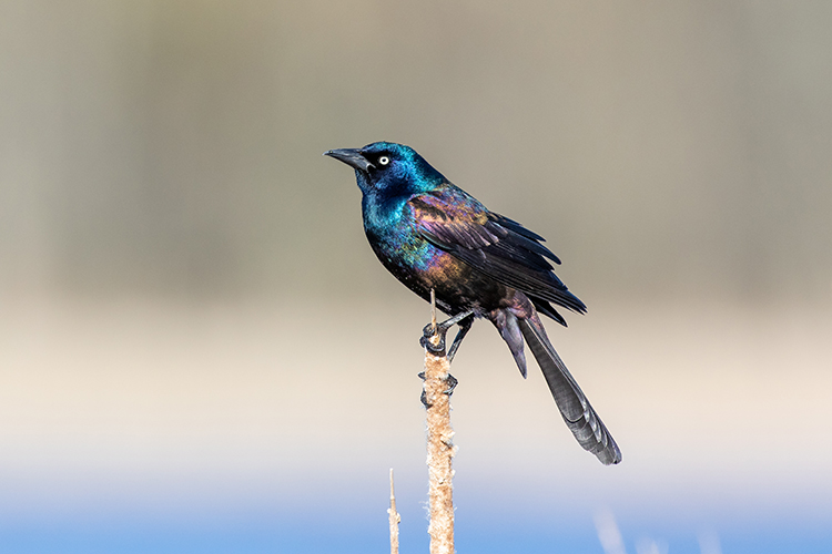 Bird grasping the top of cattail.