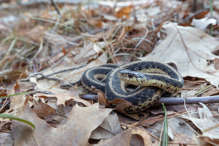 Garter Snake coiled in fallen leaves