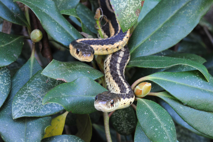 Two garter snakes coming out of leaves on a plant