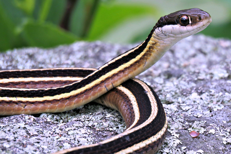 Ribbon snake on a rock