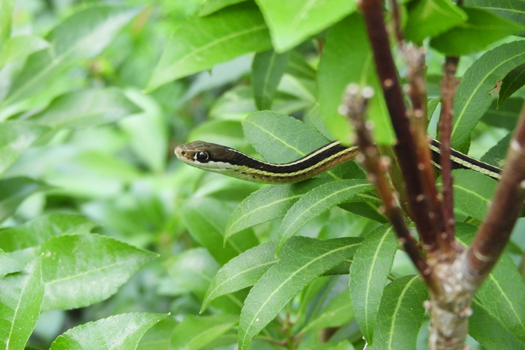 Ribbon snake moving through branches