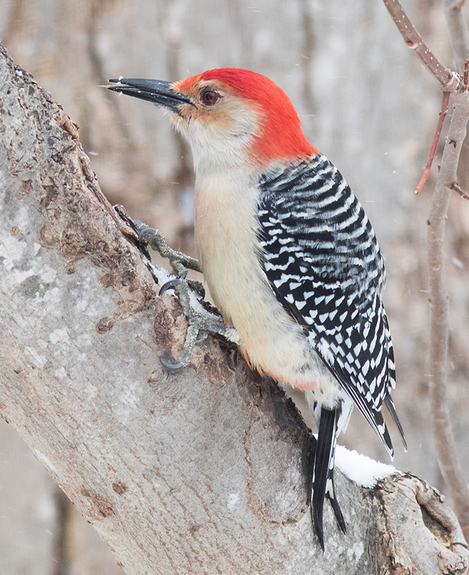 Red-bellied Woodpecker on a tree covered in a dusting of snow.