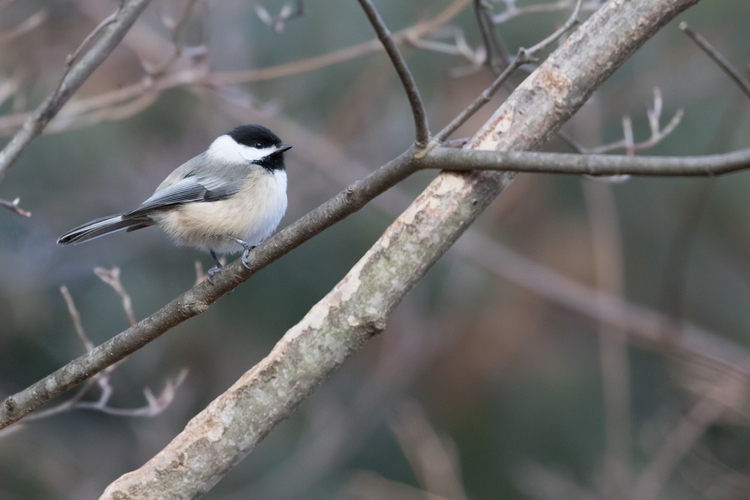 Bird sitting on a tree. 