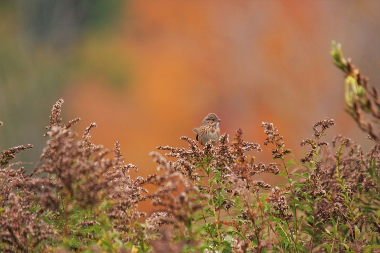 Bird sitting on top of a plant. 