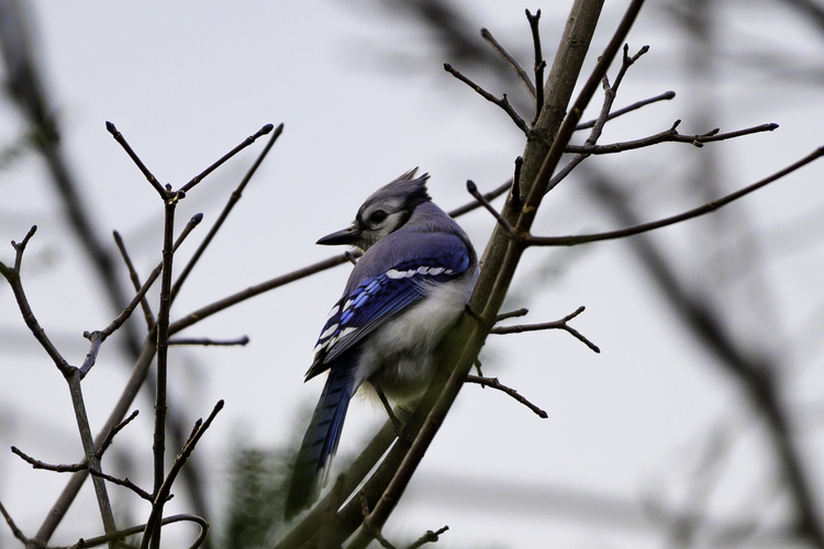 Jay with head turned, displaying its blue wings. 