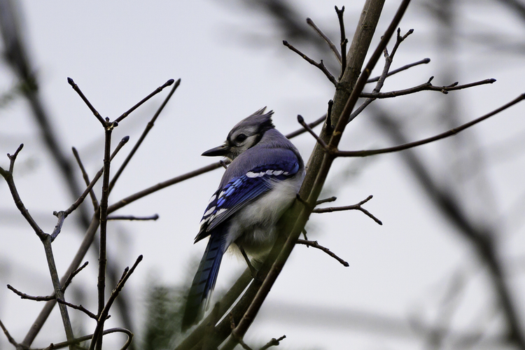 Blue Jay Spreading it's Wings