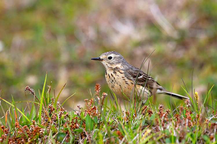 Bird standing in a meadow.