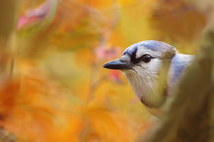 Jay popping into view with orange foliage in the background. 