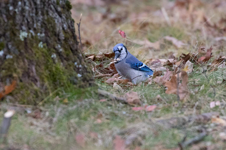 Nature: Blue jays eat and spread acorns, helping many oak trees grow