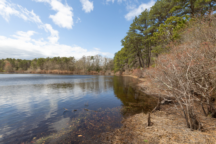Along the bank of a pond stands a mix of green pines and bare trees. Yellow Brown stick and leaf litter cover the area near the water.
