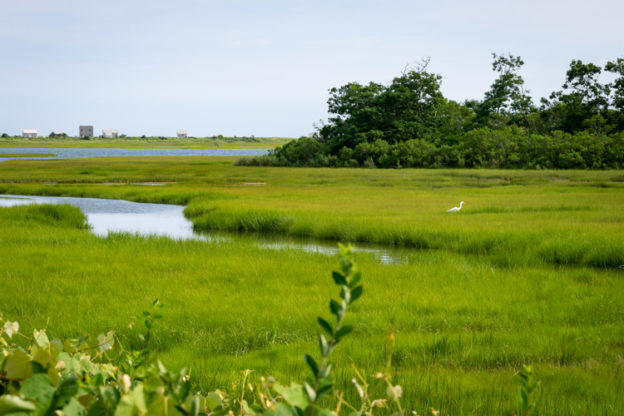 A view of the saltmarsh at Allens Pond in Dartmouth and Westport. The marsh grass is bright and verdant and there is a small, white egret wading in the water in the distance.