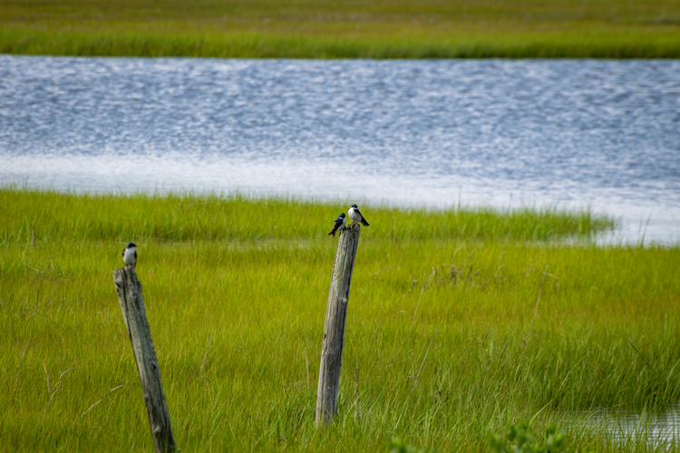 three tree swallows on wood posts in a salt marsh and water