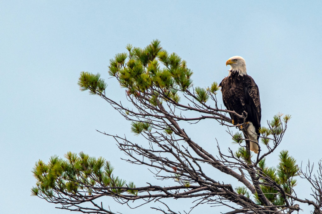 Bald Eagle in a Tree