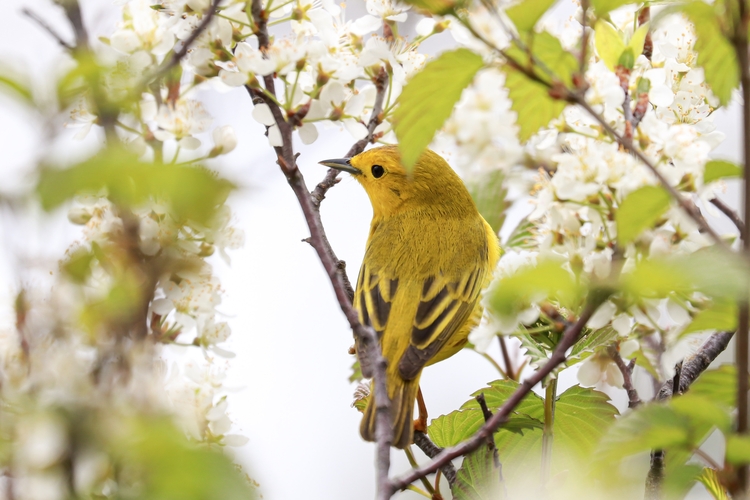 Yellow bird in the trees with white flowers.