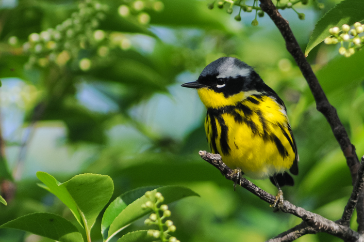 Yellow and black bird standing on a stick. 