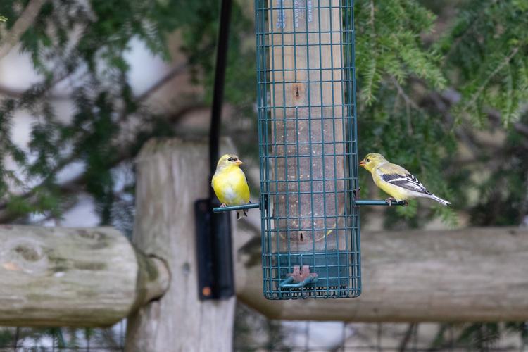 Two American Goldfinches standing at a bird feeder. 