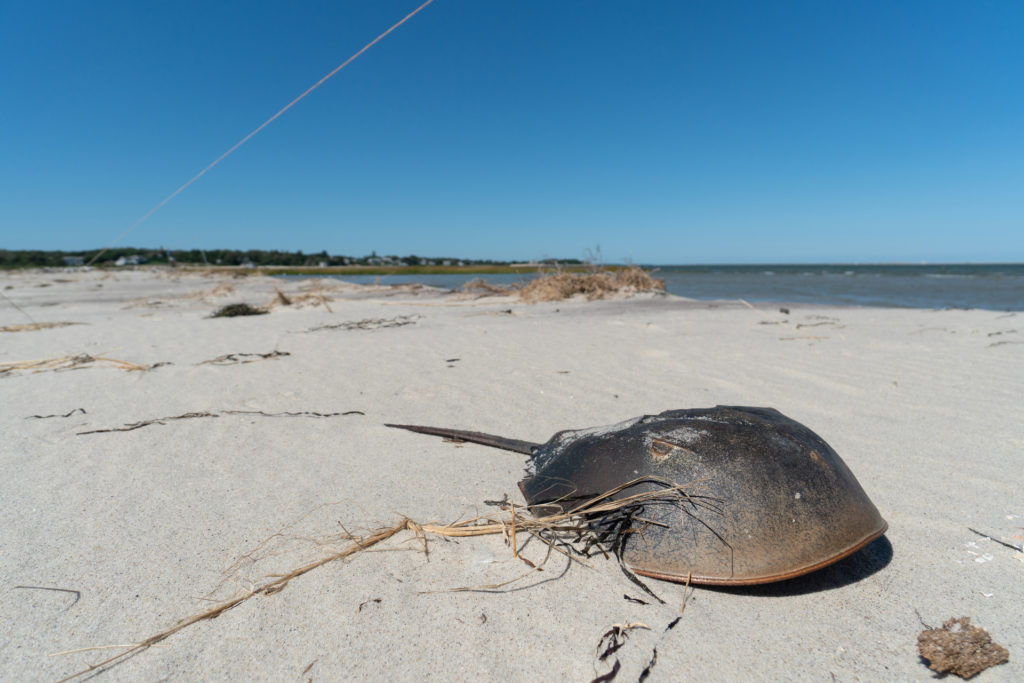 horseshoe crab on beach