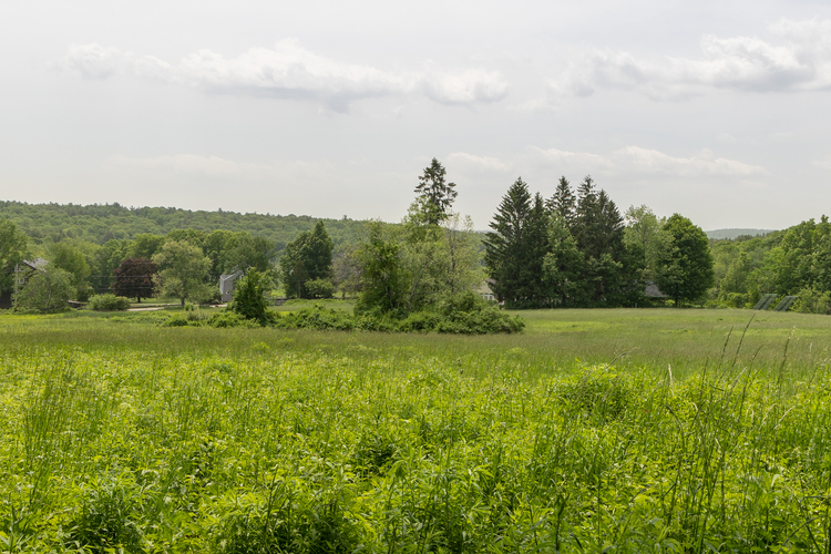 Green field full vegetation with green trees in the distance. 